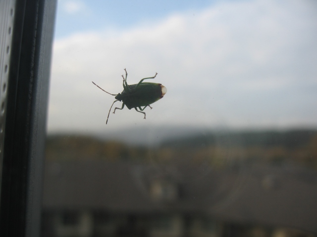 a beetle on a window